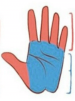 How to read the shape of your palm